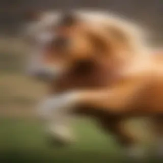horse backgrounds for iphone