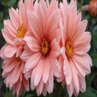 flower pictures to draw