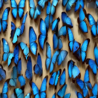 blue morpho butterfly