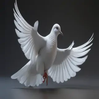 dove bird
