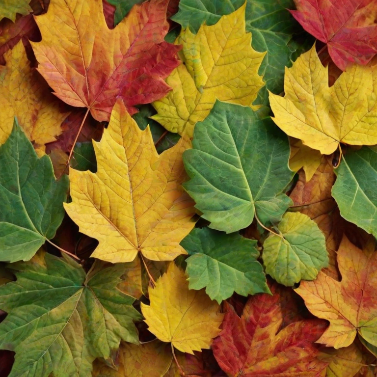 create a close-up image of autumn leaves displaying a mix of green, yellow, and red hues with intricate veining and a soft, blurred background.