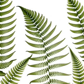 transparent fern png