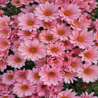 iphone flower background
