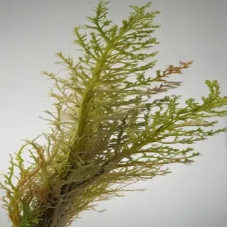seaweed png