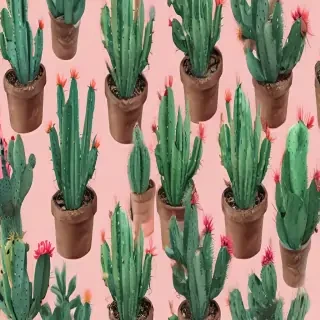 aesthetic cactus wallpaper