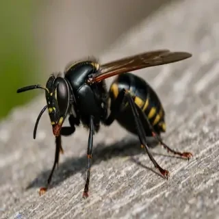 black wasp