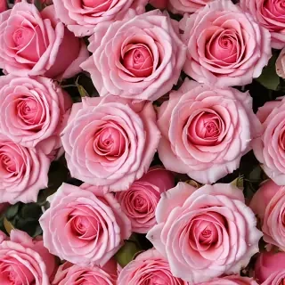 pink roses wallpaper iphone