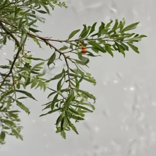 mistletoe png