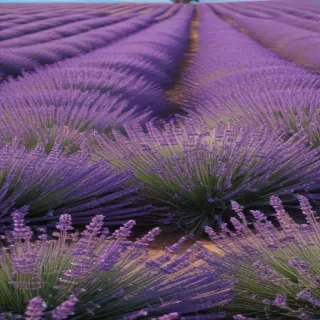 aesthetic lavender wallpaper