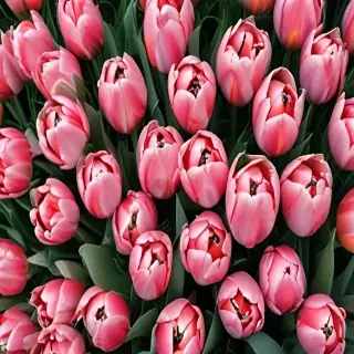 tulips wallpaper aesthetic