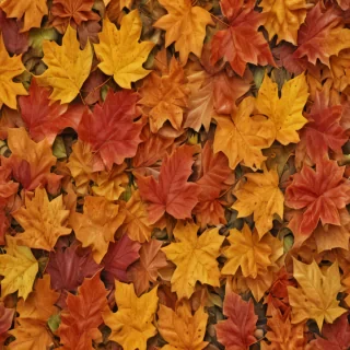 fall leaves png