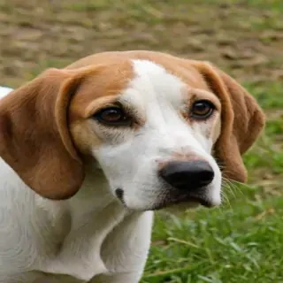 english foxhound