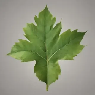 leaf png transparent