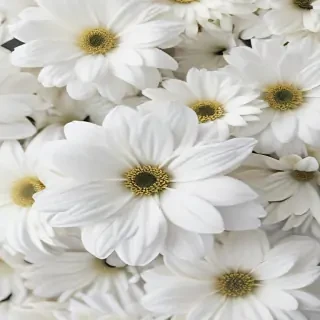 iphone white flower wallpaper