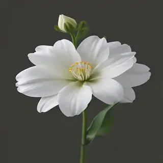 white flower png