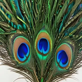 peacock feather images