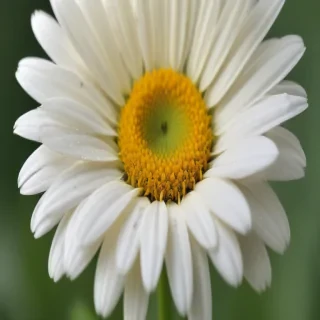 daisy desktop wallpaper