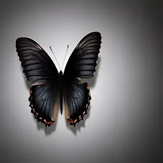 black butterfly wallpaper hd
