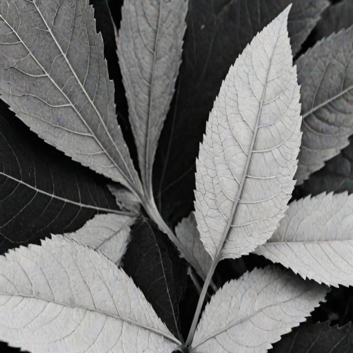 leaf white and black
