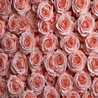 wallpaper rose