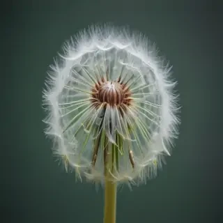 dandelion png