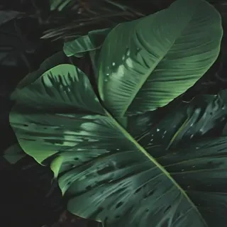 plant wallpaper iphone