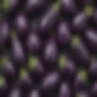 new eggplant friday