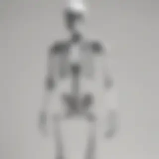 skeleton transparent