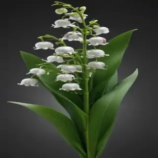 lily of the valley png