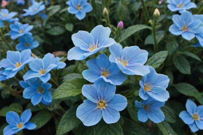 blue flowers aesthetic