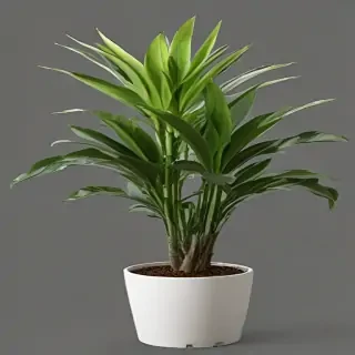 indoor plant png