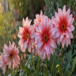 flower line