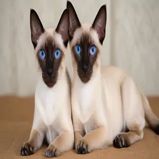thai old style siamese breed