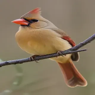 female cardinal