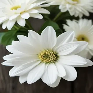 iphone white flower wallpaper