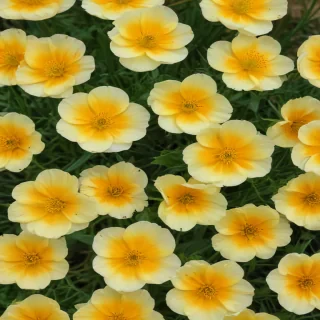 buttercup flower