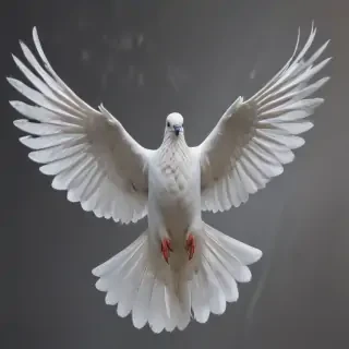 png dove