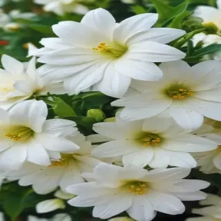 white flowers wallpaper iphone