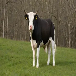 american bull jack
