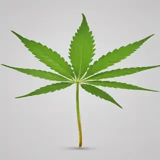 marijuana leaf transparent background