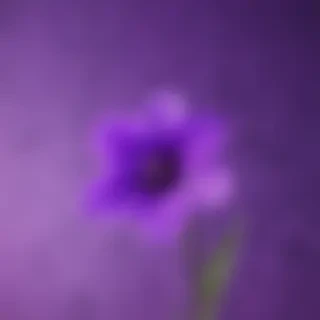 cute purple wallpaper for iphone