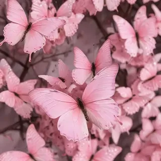 pink butterflies aesthetic
