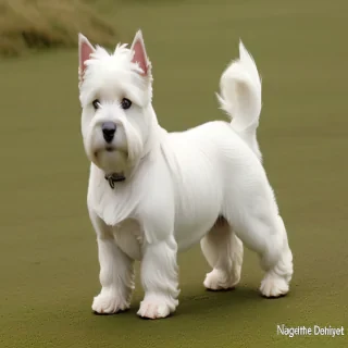 west highland terrier