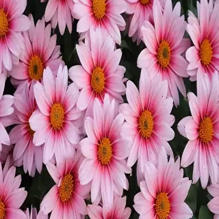 aesthetic flower pictures