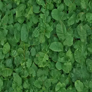green leaf background