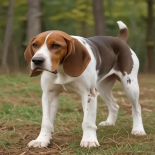 american english coonhound