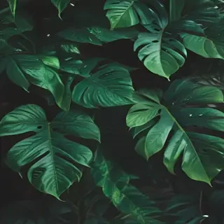 plant wallpaper iphone