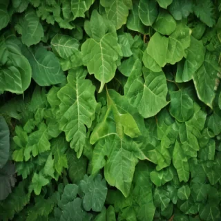leaf background green