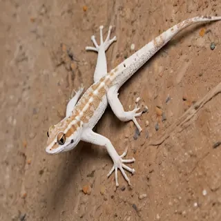 gecko lizard