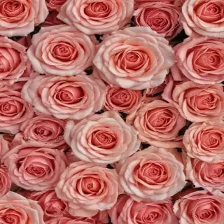 roses background